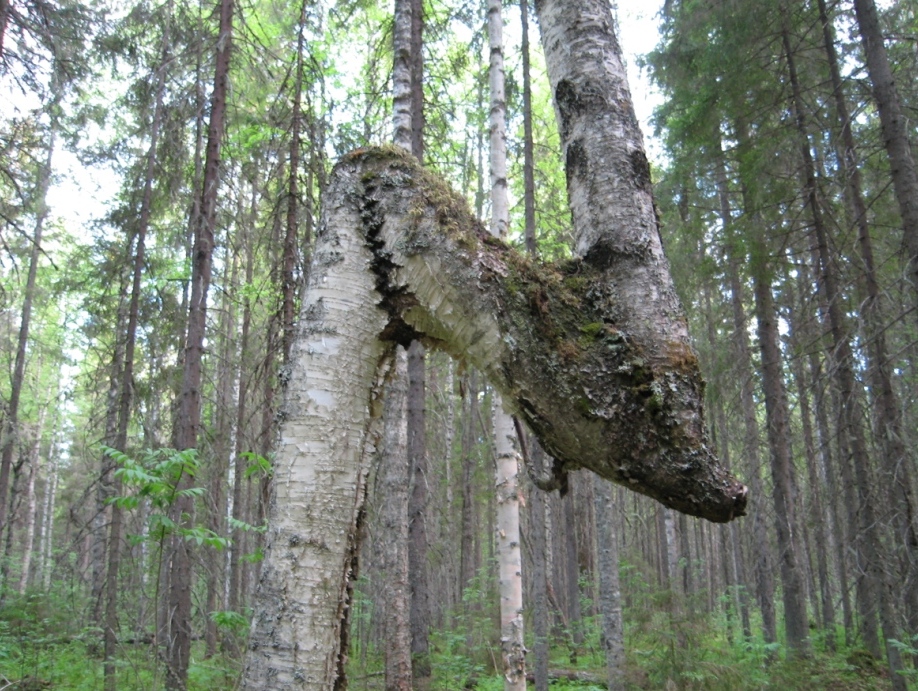 Кологривский лес заповедник фото