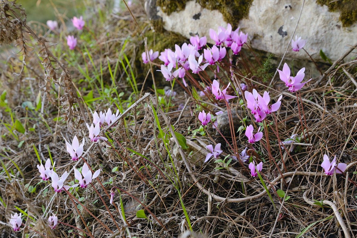 Image of Cyclamen hederifolium specimen.