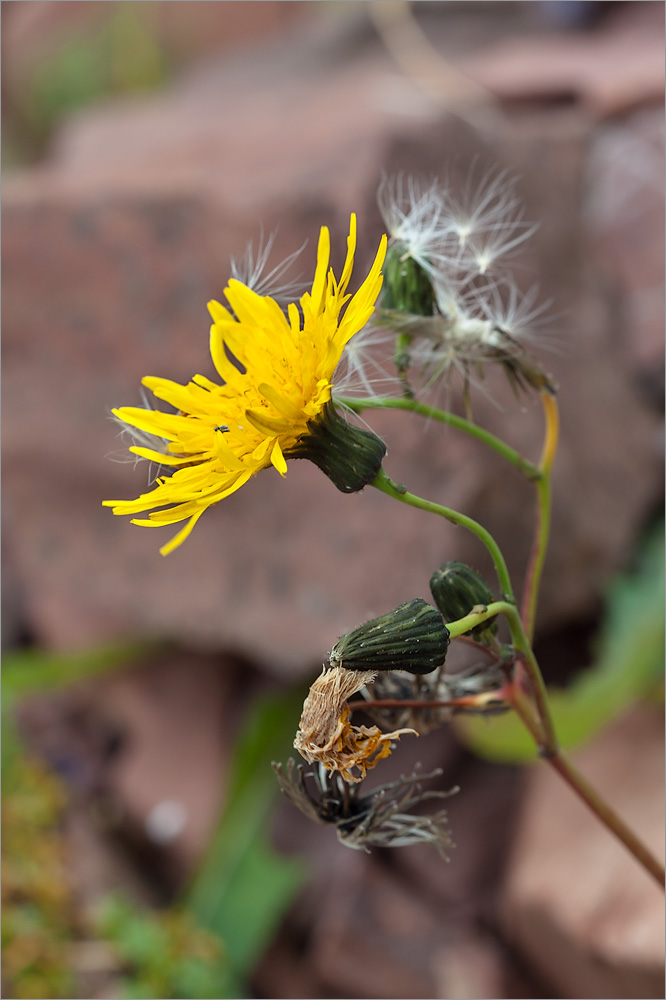 Изображение особи Sonchus arvensis.