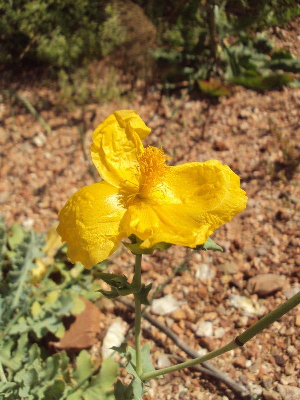 Изображение особи Glaucium flavum.