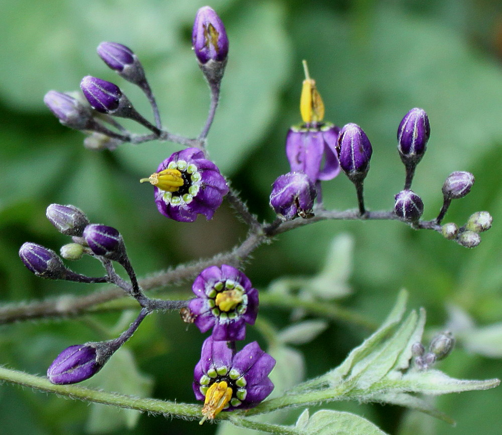 Image of Solanum dulcamara specimen.