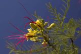 Caesalpinia gilliesii. Верхушка ветки с соцветием. Греция, Ионическое море, о. Лефкас, пос. Νυδρί (Нидри), частный сад. 23.09.2013.