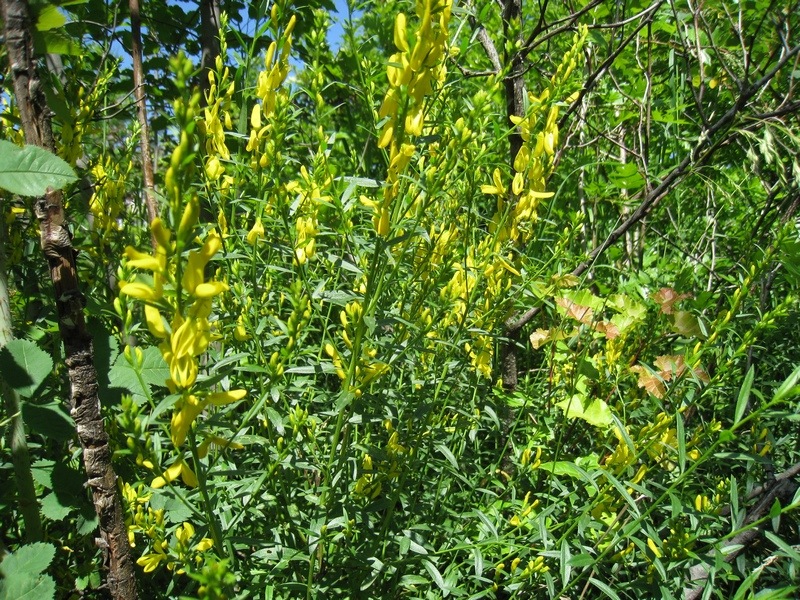 Image of Genista tinctoria specimen.