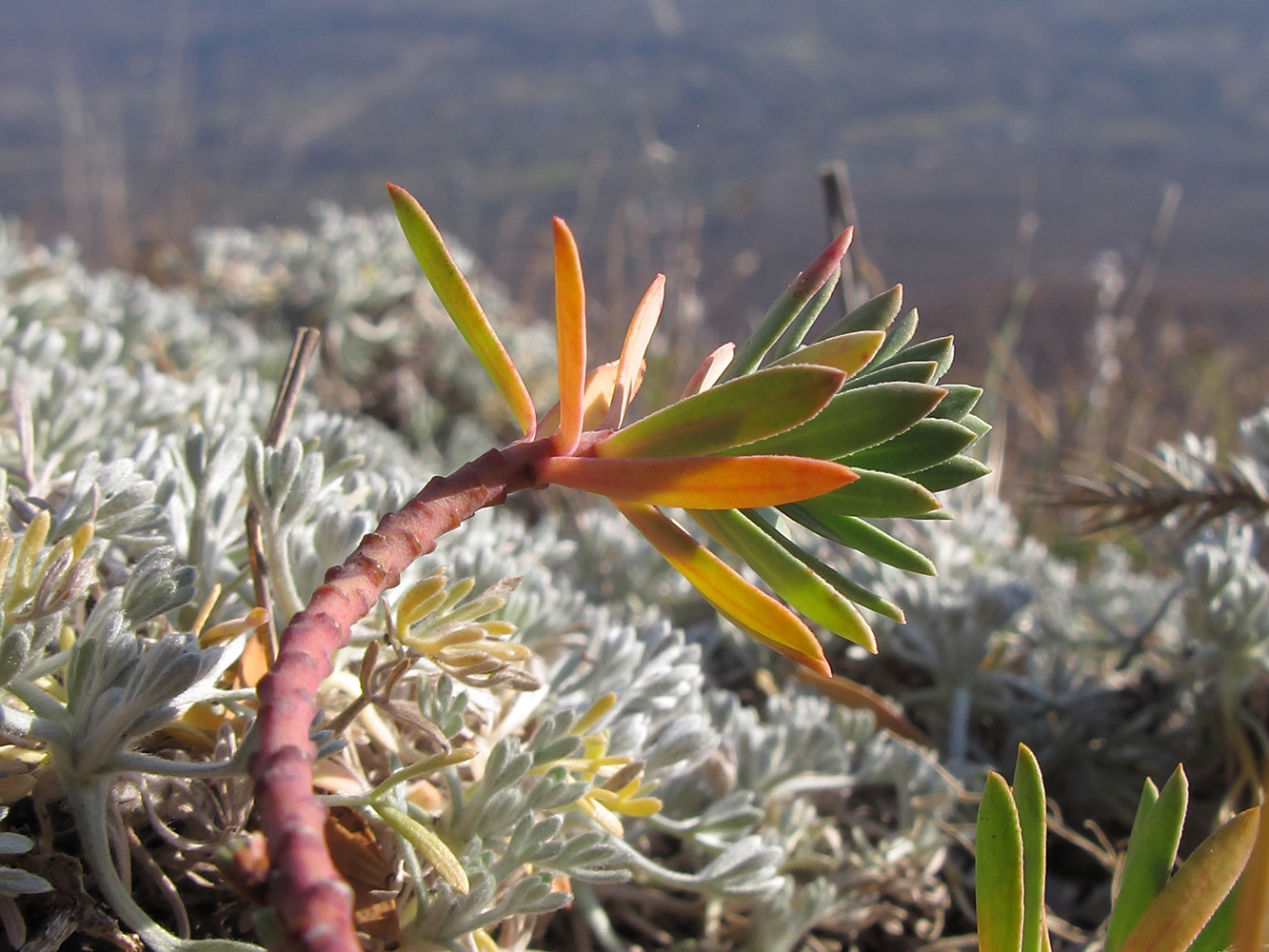 Image of Euphorbia petrophila specimen.