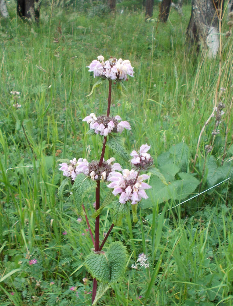 Изображение особи Phlomoides tuberosa.