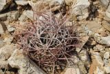 Echinocactus polycephalus. Молодое растение на каменистой почве. США, Калифорния, Joshua Tree National Park. 19.02.2014.