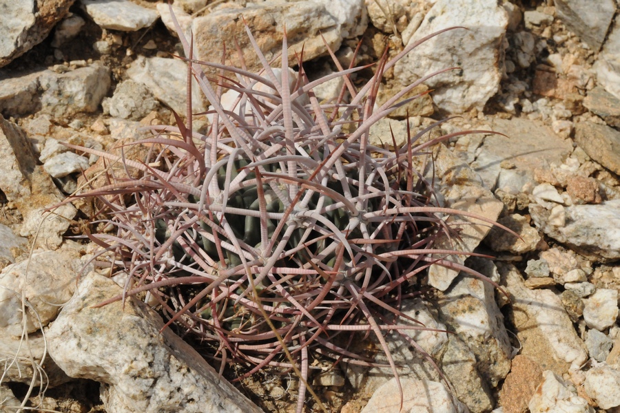 Изображение особи Echinocactus polycephalus.