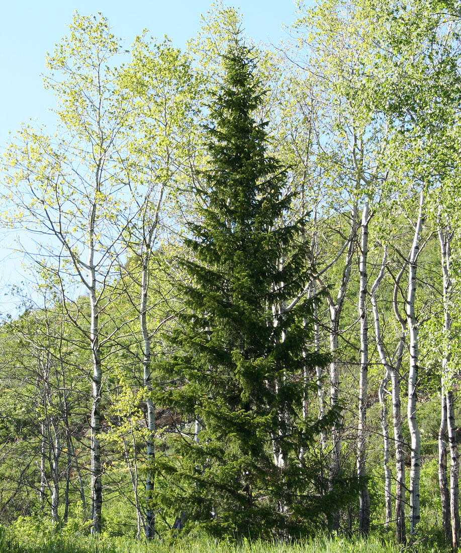 Image of Abies sibirica specimen.