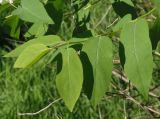 Lonicera tatarica. Листья. Украина, г. Запорожье, балка между Космическим мкрн. и Опытной станцией. 10.05.2014.