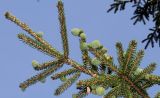 Picea orientalis. Ветка с молодыми шишками. Германия, г. Дюссельдорф, Ботанический сад университета. 04.05.2014.