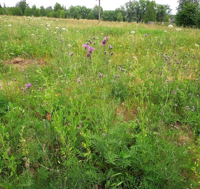 Image of Centaurea scabiosa specimen.