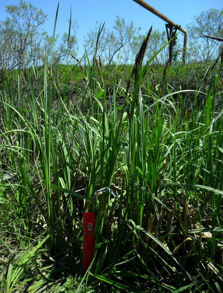 Изображение особи Carex riparia.