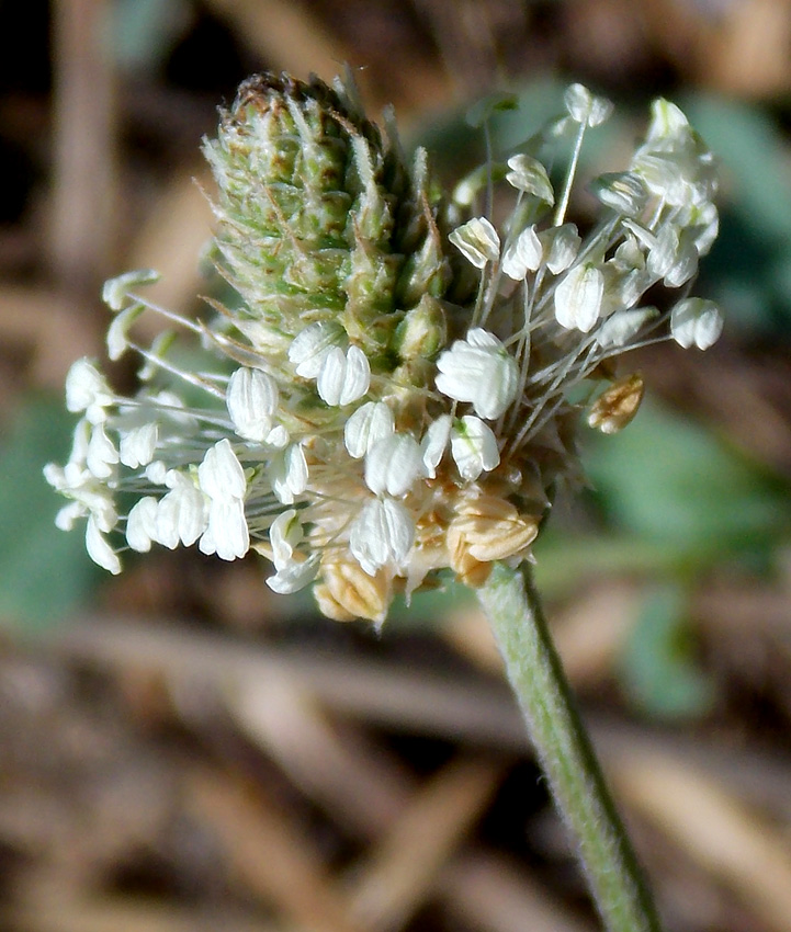 Image of Plantago lanceolata specimen.