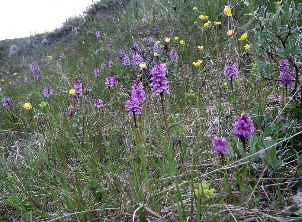 Image of Dactylorhiza psychrophila specimen.