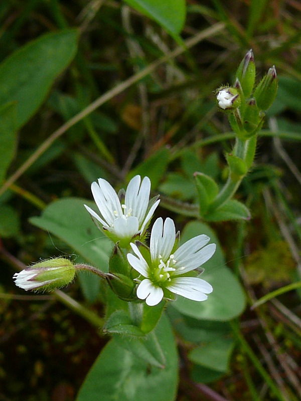 Изображение особи Cerastium scandicum.