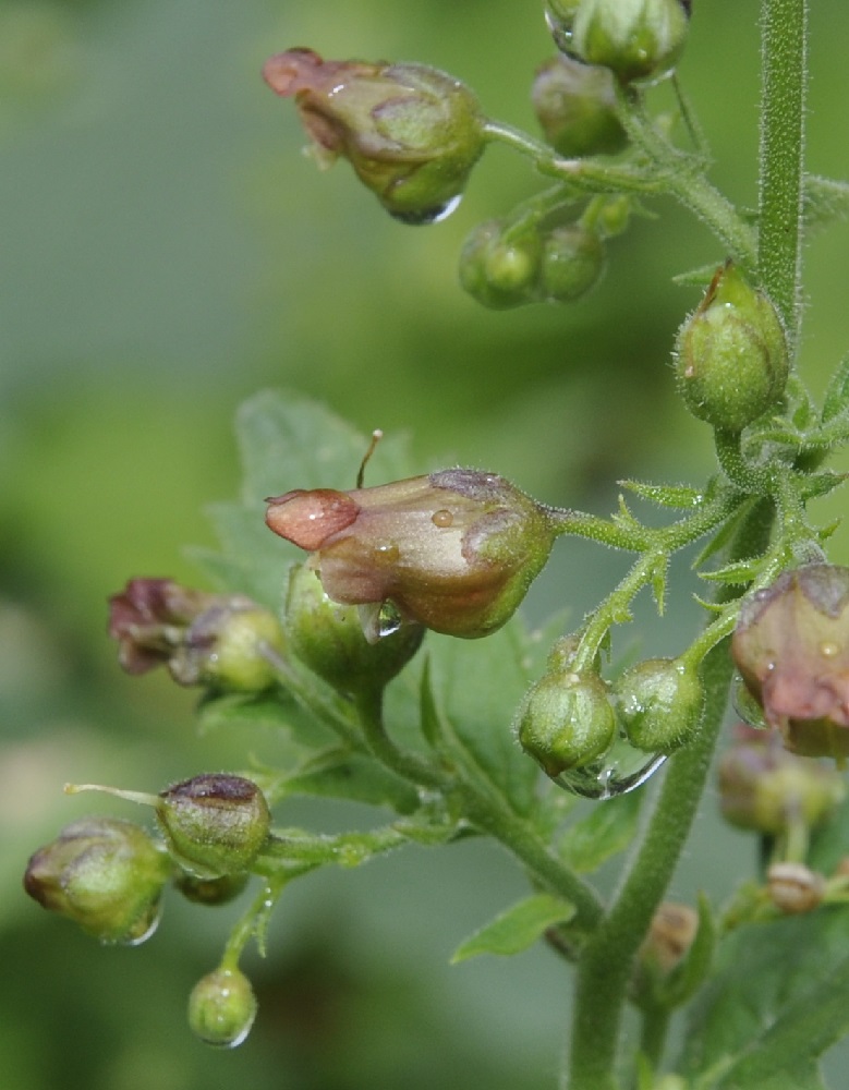 Image of Scrophularia aestivalis specimen.