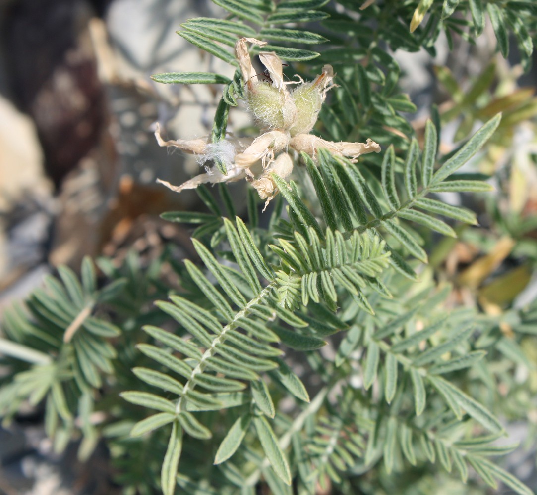 Изображение особи Astragalus circassicus.