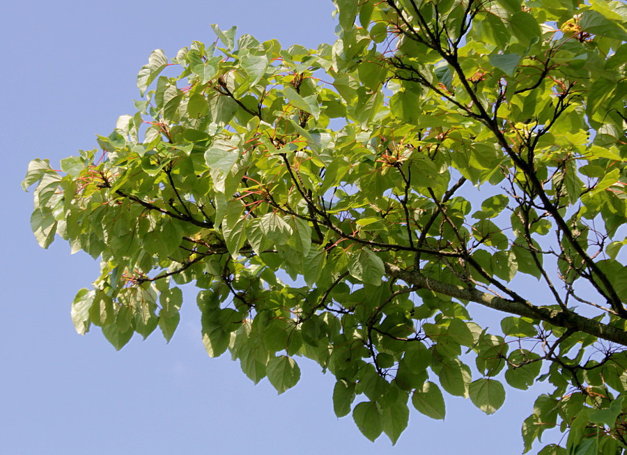 Image of Idesia polycarpa specimen.