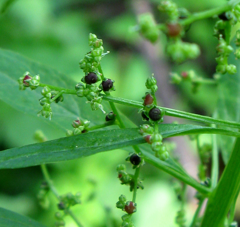 Изображение особи Lipandra polysperma.