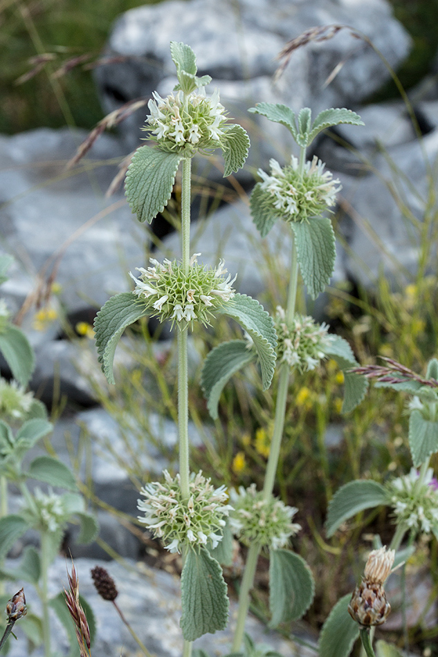 Image of Marrubium incanum specimen.