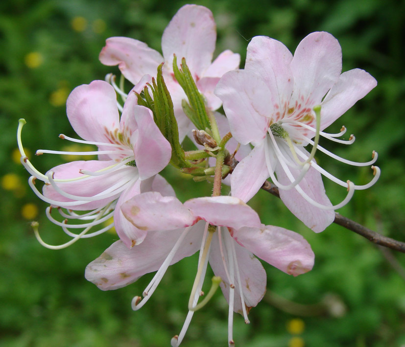 Image of genus Rhododendron specimen.