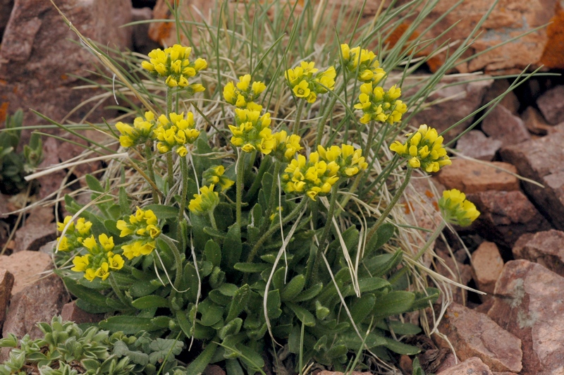 Изображение особи Draba oreades.