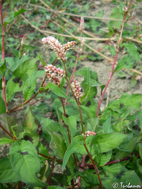 Изображение особи Persicaria lapathifolia.