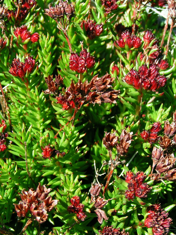 Image of Rhodiola coccinea specimen.