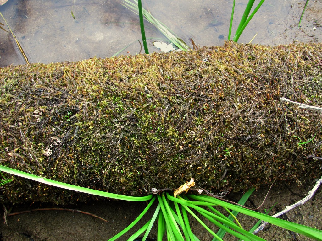 Image of Leptodictyum riparium specimen.