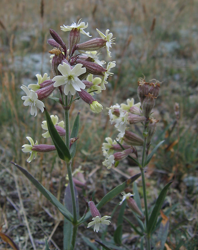 Image of Silene amoena specimen.