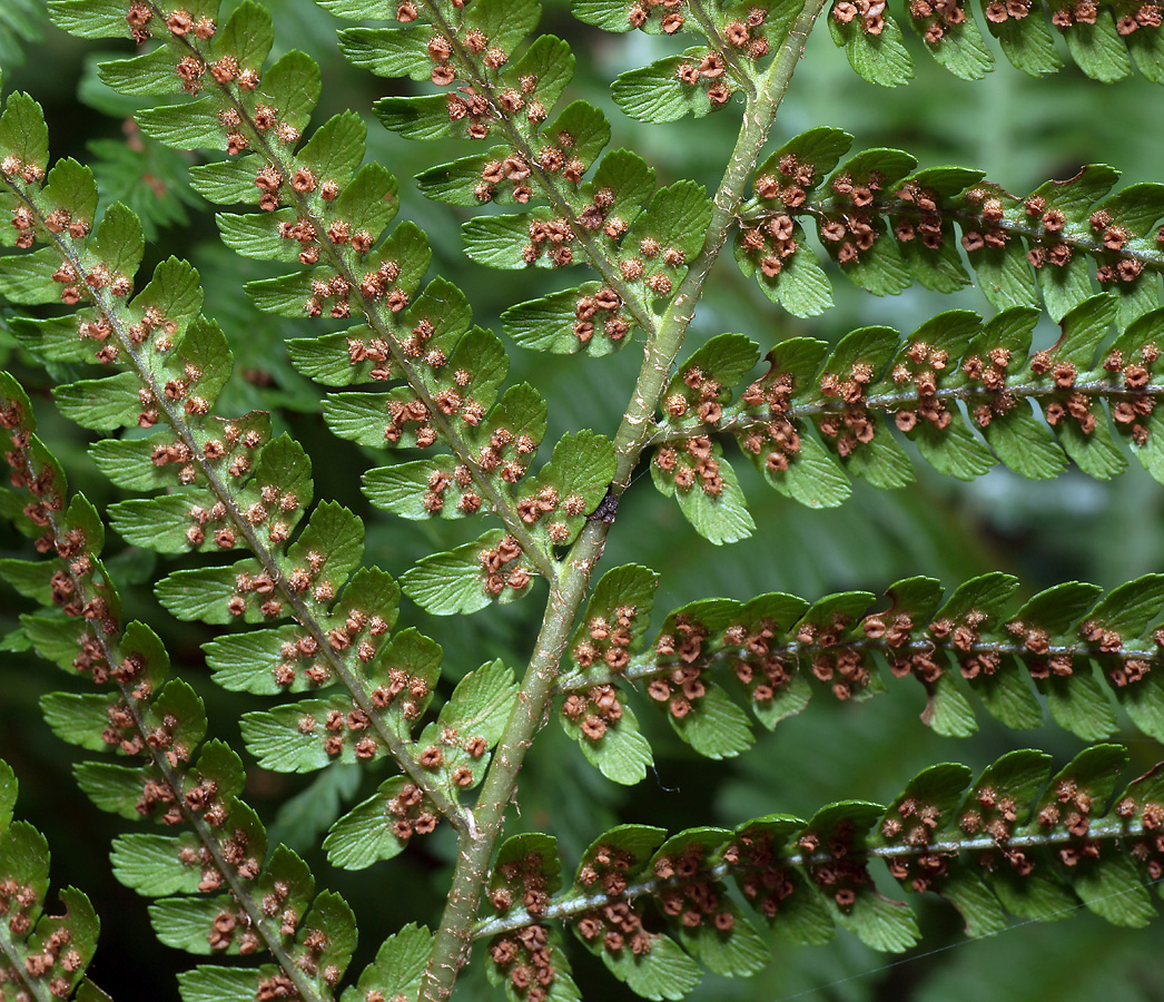 Image of Dryopteris filix-mas specimen.