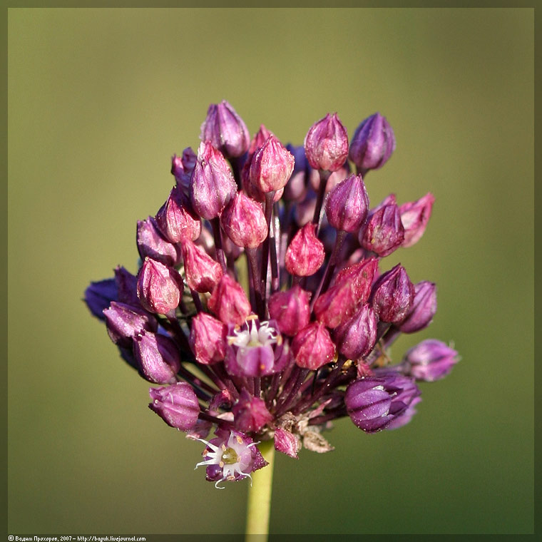 Изображение особи Allium rotundum.