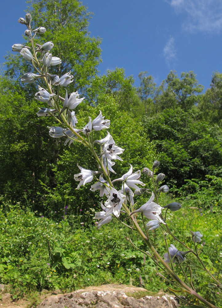 Image of Delphinium flexuosum specimen.