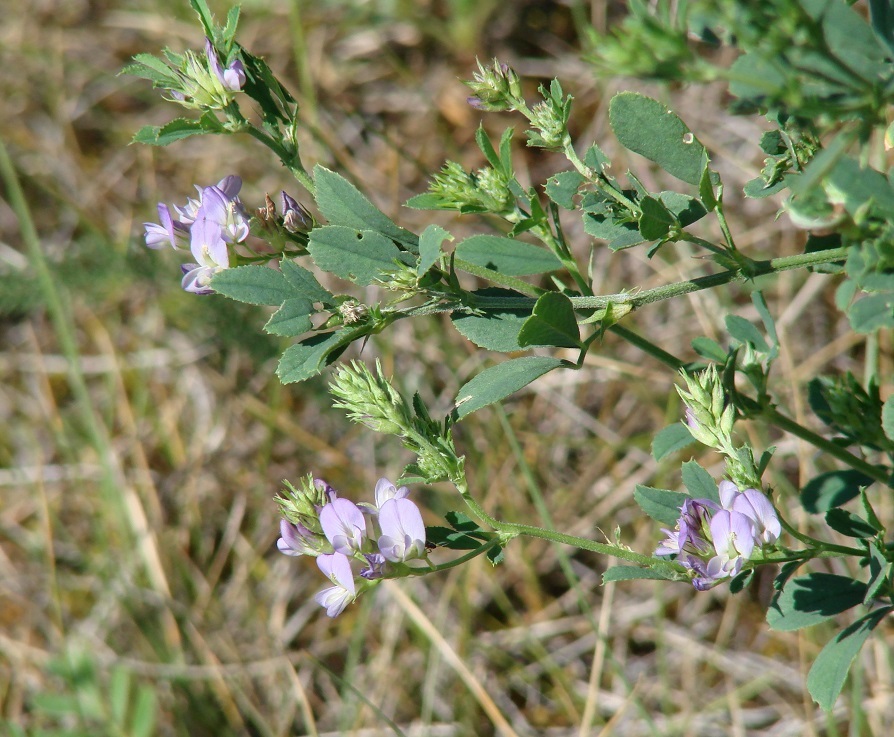 Image of Medicago sativa specimen.