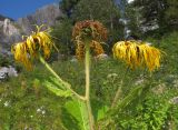 Inula magnifica. Верхушка отцветающего растения. Адыгея, Кавказский биосферный заповедник, Фишт-Оштенский массив, пер. Армянский, ≈ 1800 м н.у.м., субальпийский луг среди скал. 30.08.2015.