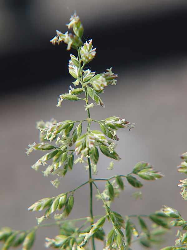 Изображение особи Poa pratensis.