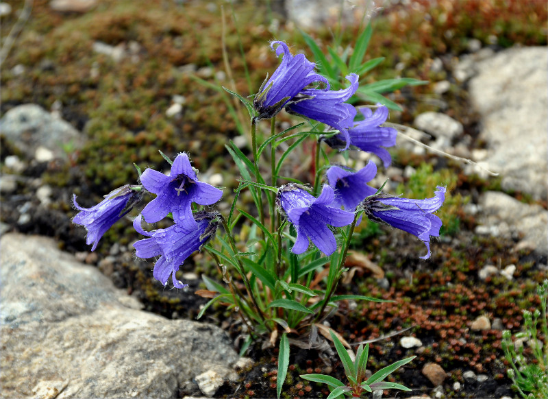 Image of Campanula dasyantha specimen.