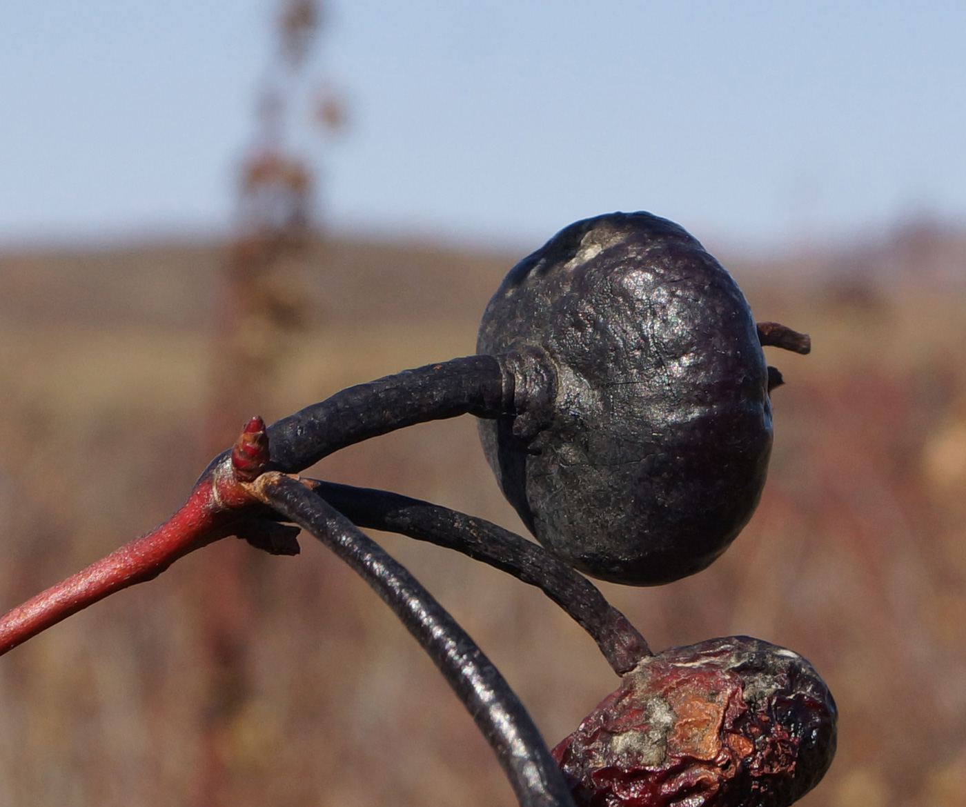 Image of Rosa spinosissima specimen.