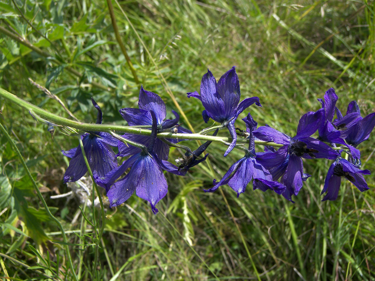 Image of Delphinium flexuosum specimen.