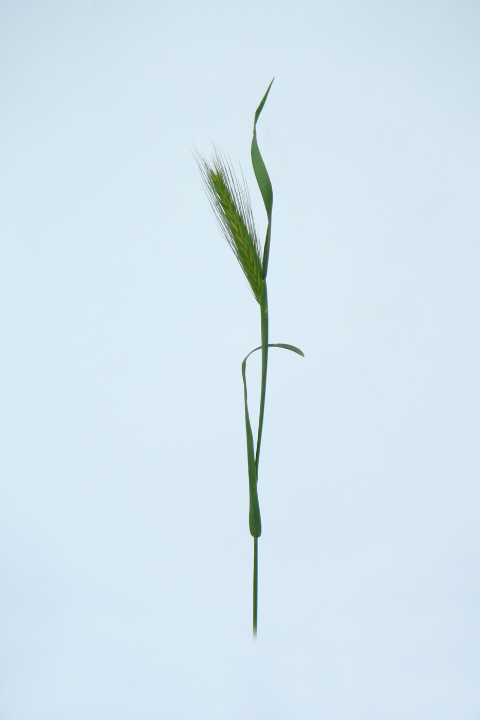 Image of Hordeum leporinum specimen.