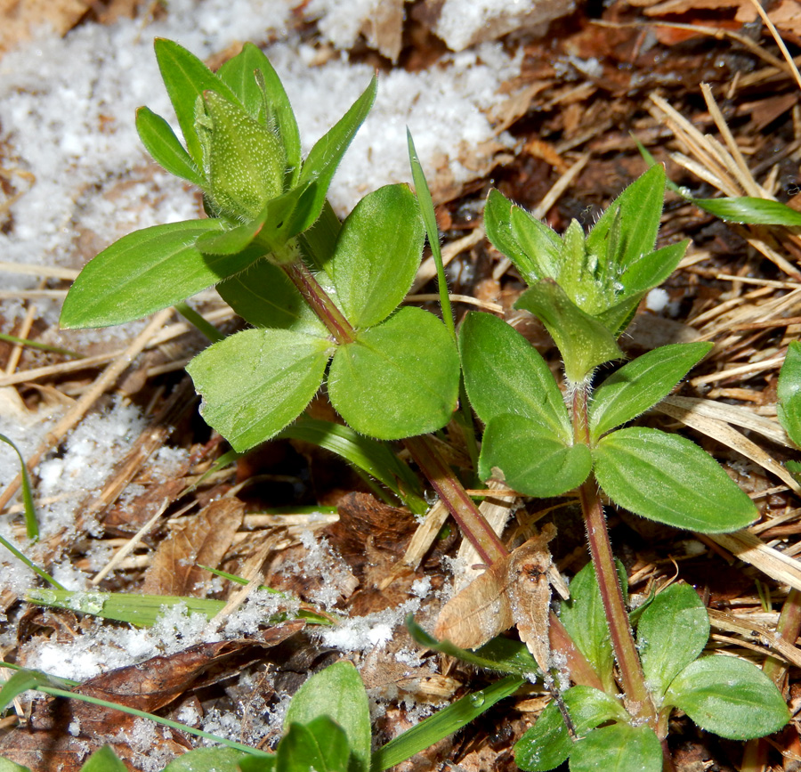 Image of Asperula caucasica specimen.