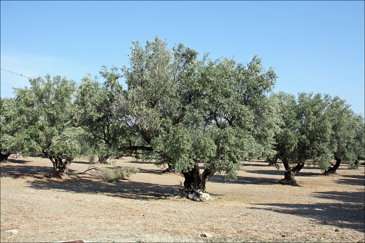 Изображение особи Olea europaea.