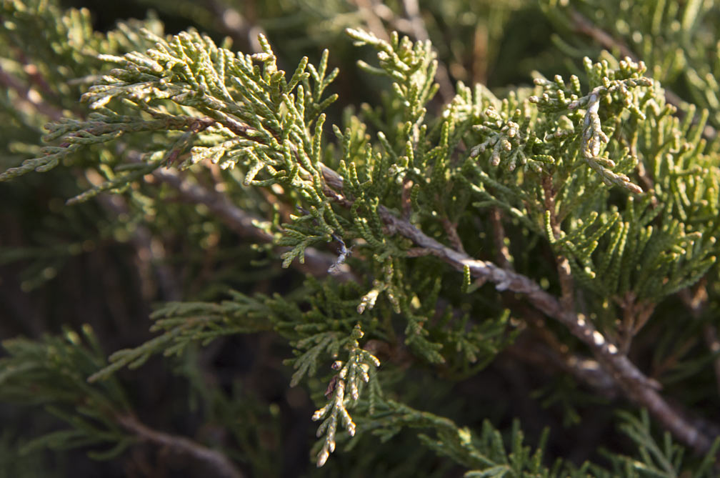 Image of Juniperus sabina specimen.