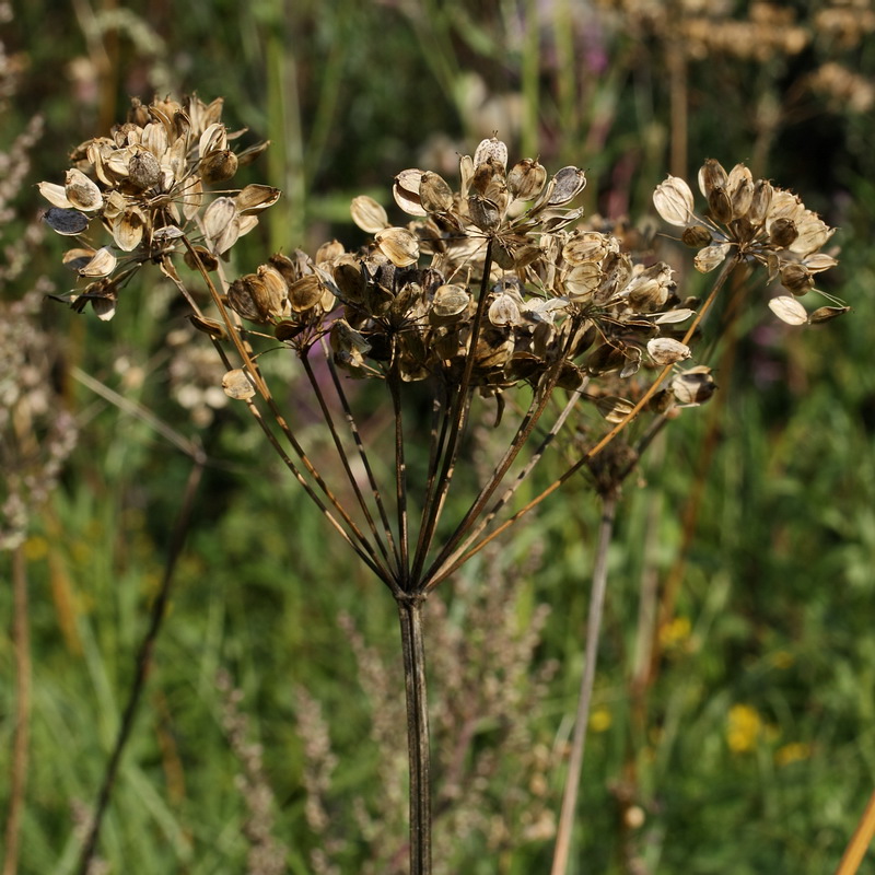 Изображение особи Heracleum sibiricum.