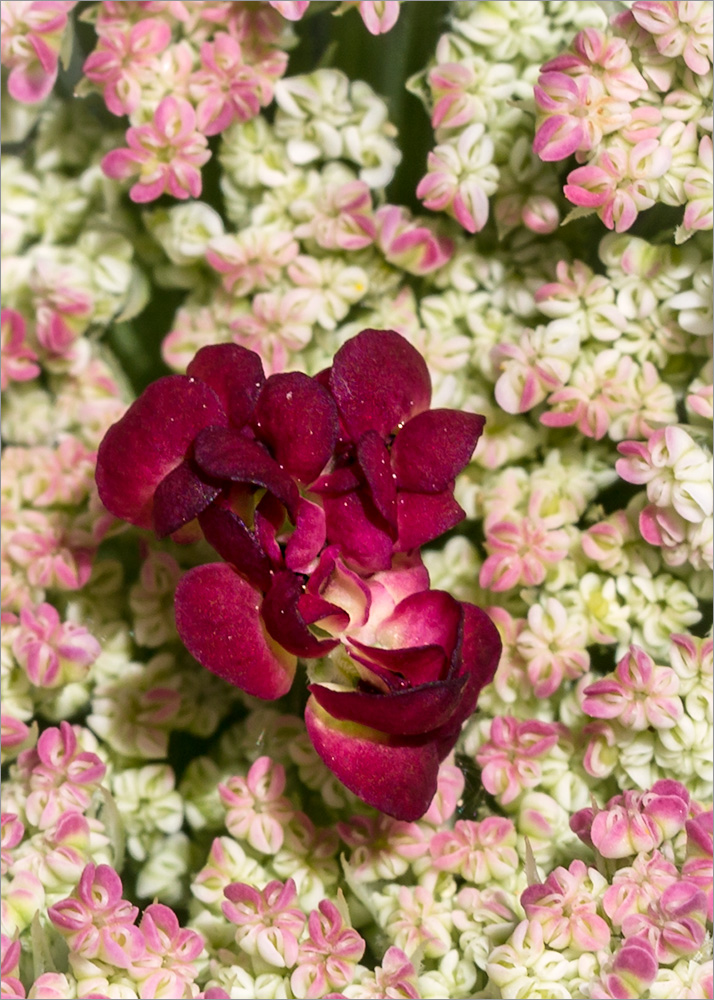 Изображение особи Daucus carota.