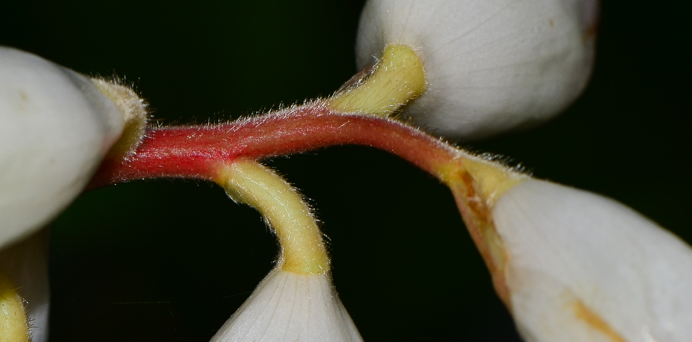 Image of Alpinia zerumbet specimen.