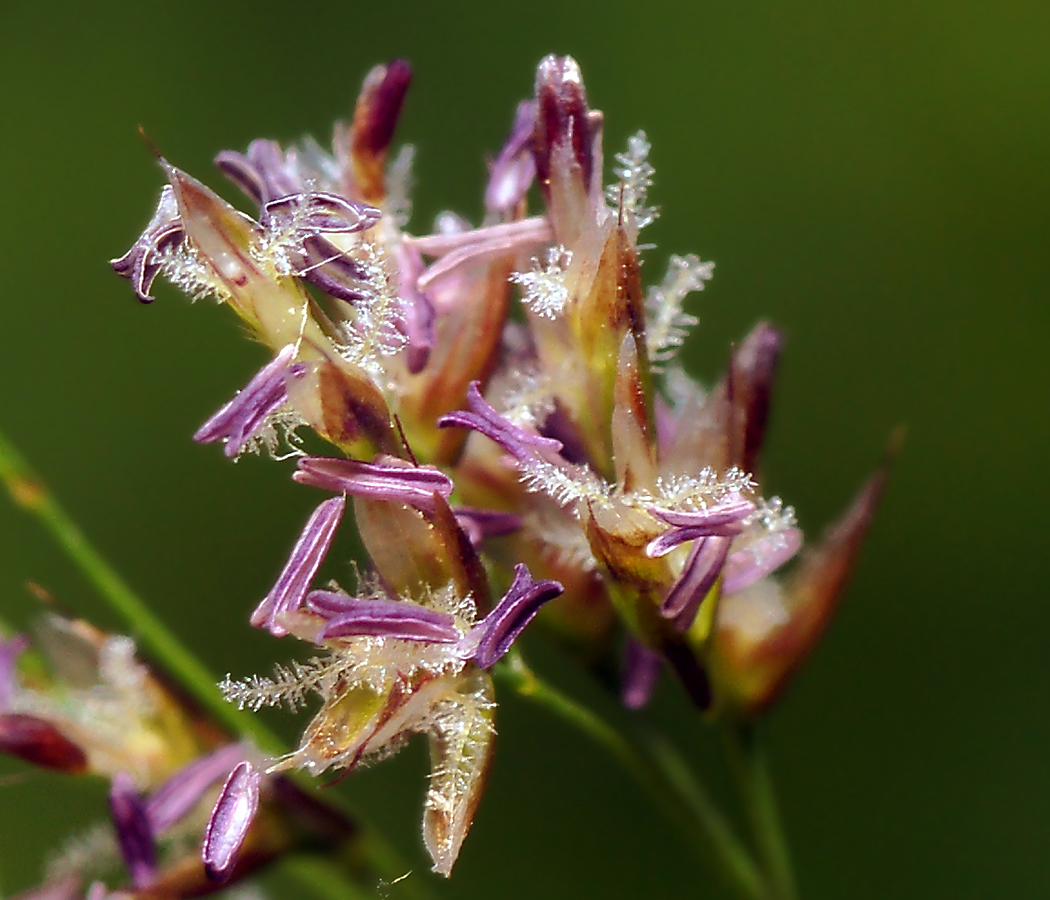 Image of Deschampsia cespitosa specimen.