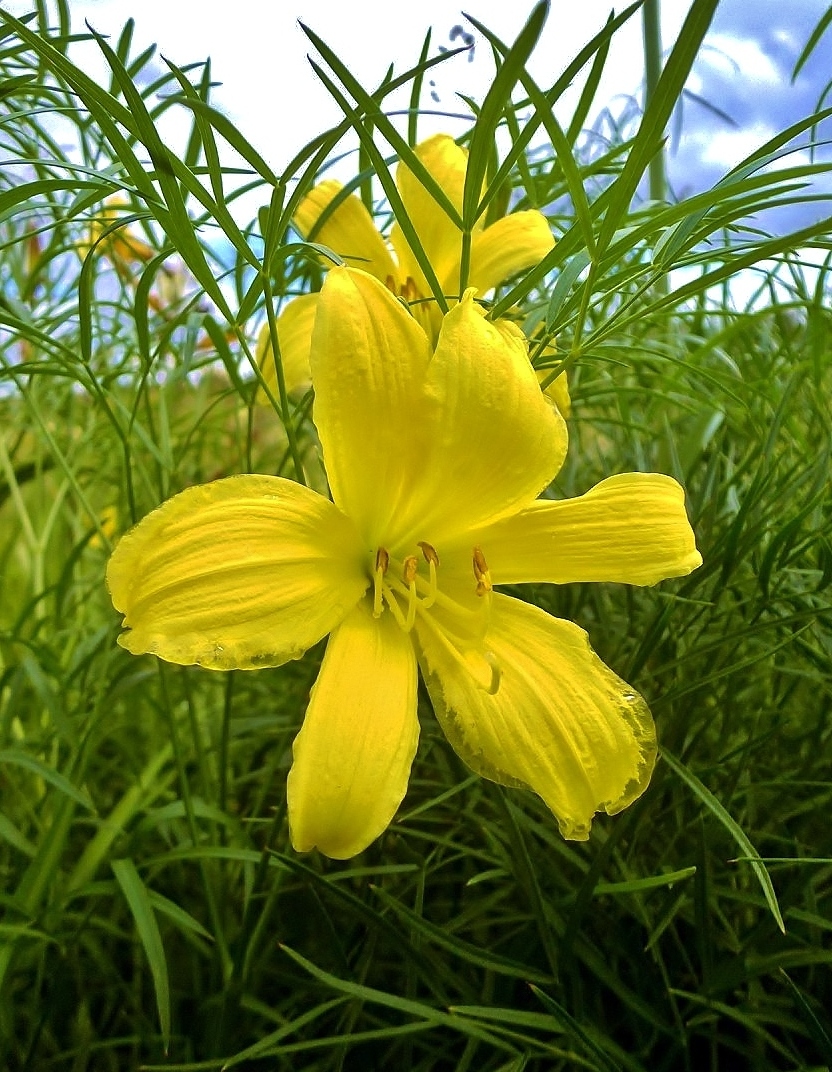 Image of Hemerocallis lilio-asphodelus specimen.