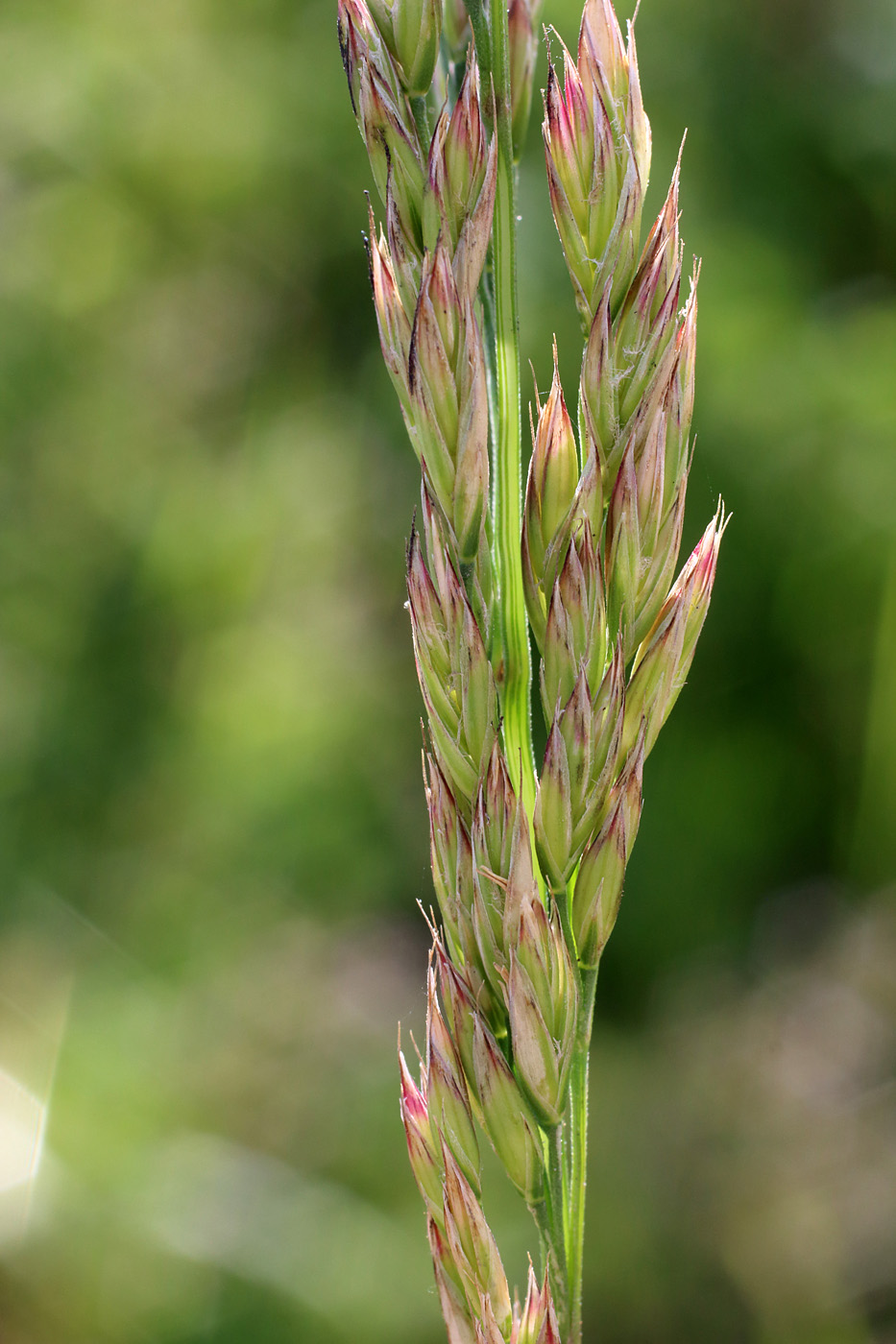 Image of Festuca arundinacea specimen.