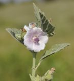 Althaea officinalis